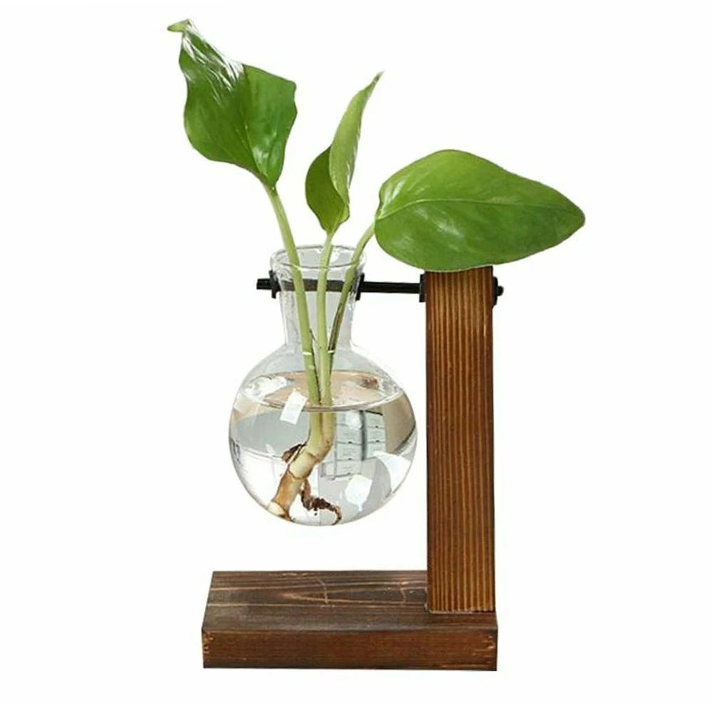 Hydroponic Plant Terrarium Vasevase